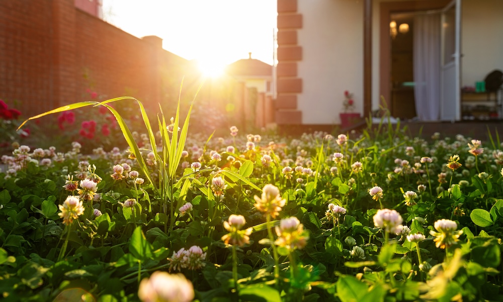 Scenic close-up macro white clover grass lawn meadow on home yard against backlit bright warm sunset evening light on background. House backyard gardening, landscaping service and maintenance concept